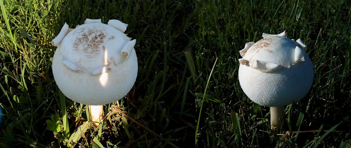 [Two photos spliced together of the same mushroom. On the left is a side top-down view of the white globe atop a white stem in some very green grass mostly in the shadow of the sunlight. The top of the sphere is peeling back from the center point into about a half dozen curls similar to petals of a flower curling inward. The part the peels exposed is brownish. On the right is a side view of the mushroom in full sun. The parts of the mushroom which have not peeled have a textured appearance. The part which has peeled looks smooth.]